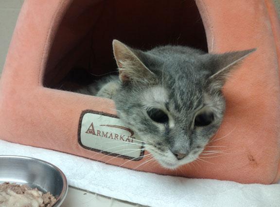 Dakota, a ADOPTABLE Tabby in Schaumburg, IL image 3/4