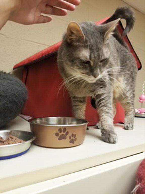 Dakota, a ADOPTABLE Tabby in Schaumburg, IL image 4/4
