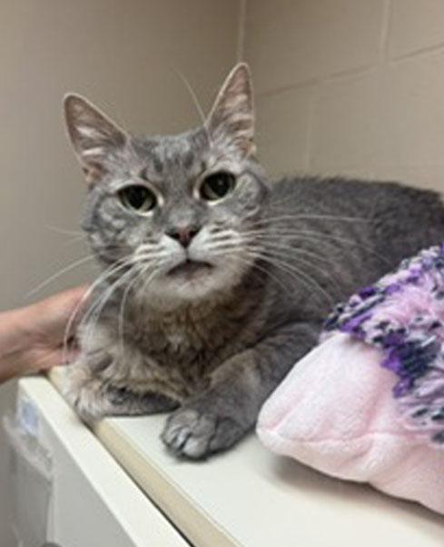 Dakota, a ADOPTABLE Tabby in Schaumburg, IL image 2/4
