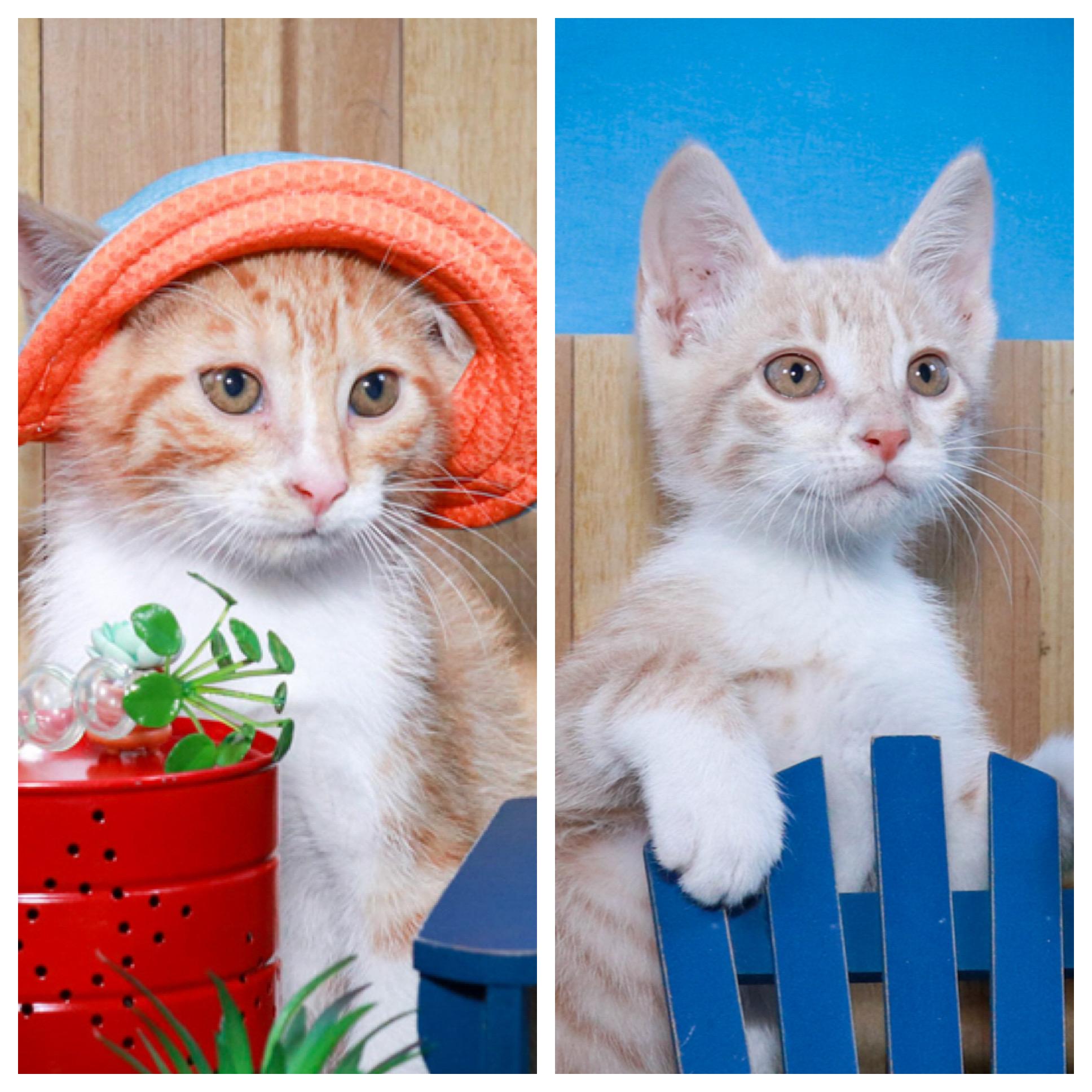 Fred & George Weasley, Baby Male unknown