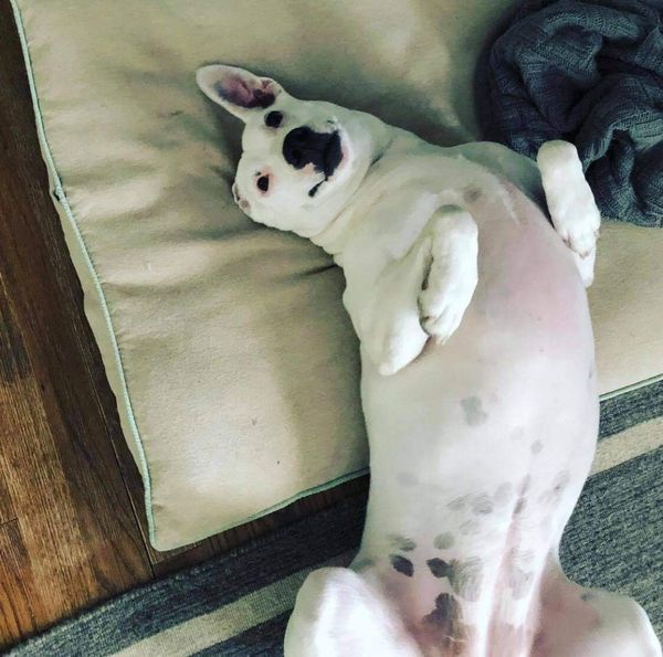 Peach, a Adoptable mixed breed in Mission, KS image 1/6