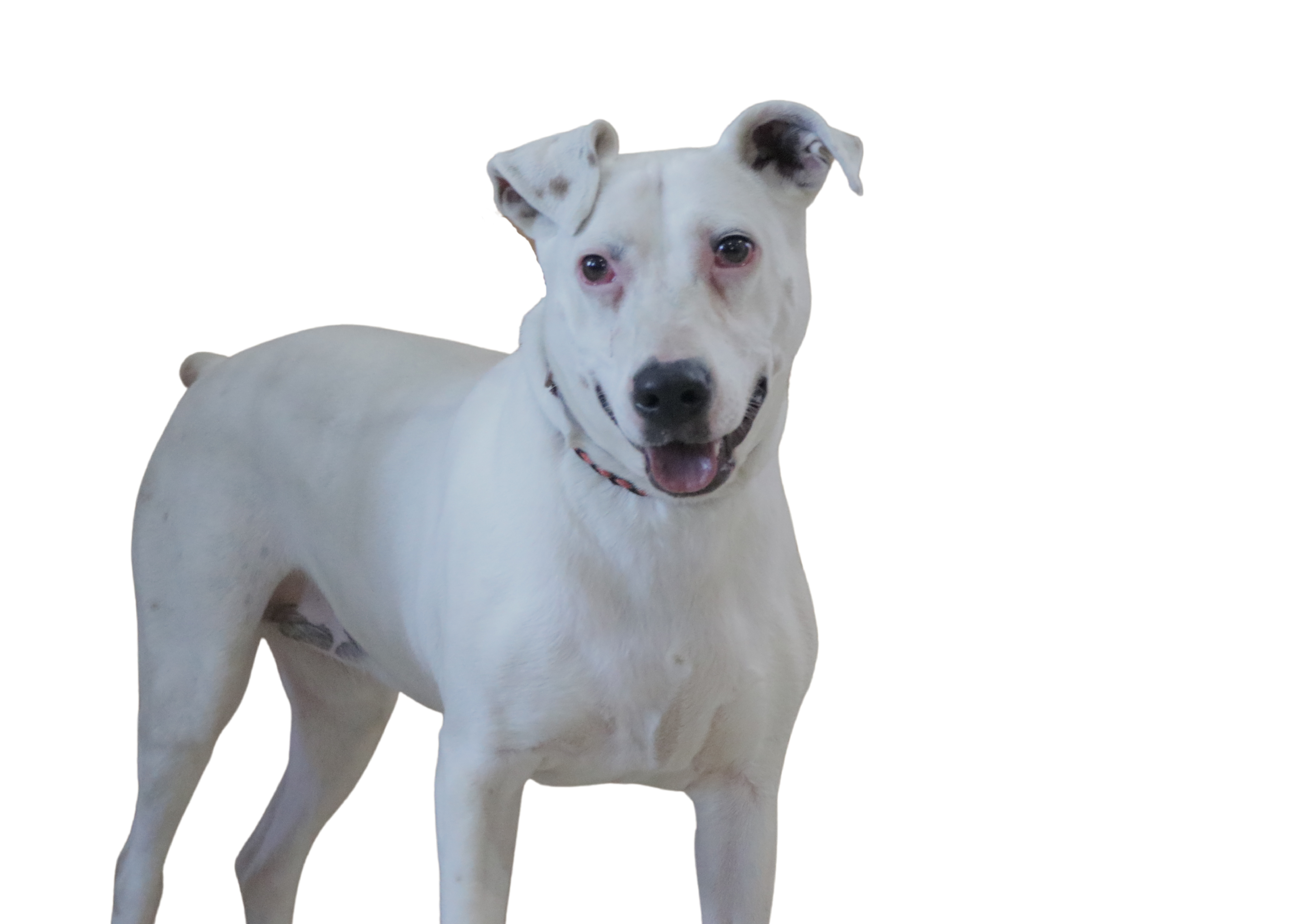 Peach, a Adoptable mixed breed in Mission, KS image 2/6