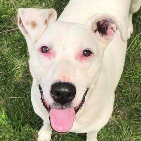 Peach, a Adoptable mixed breed in Mission, KS image 3/6