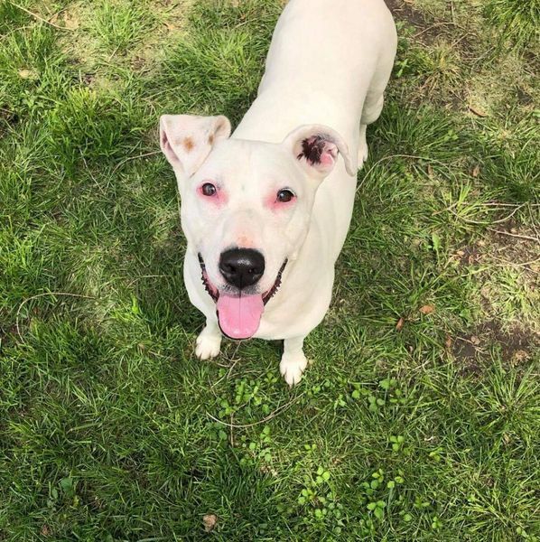 Peach, a Adoptable mixed breed in Mission, KS image 4/6