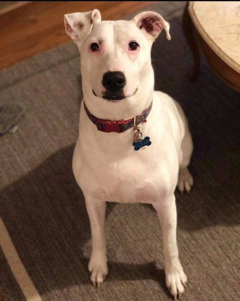 Peach, a Adoptable mixed breed in Mission, KS image 5/6