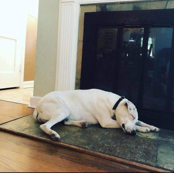 Peach, a Adoptable mixed breed in Mission, KS image 6/6