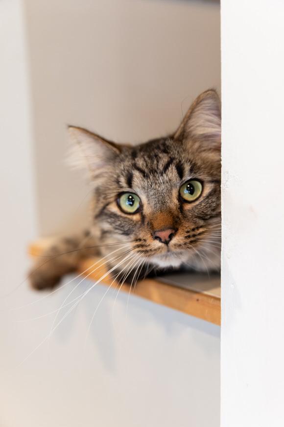 Penz, Adoptable, Young Male Domestic Short Hair.