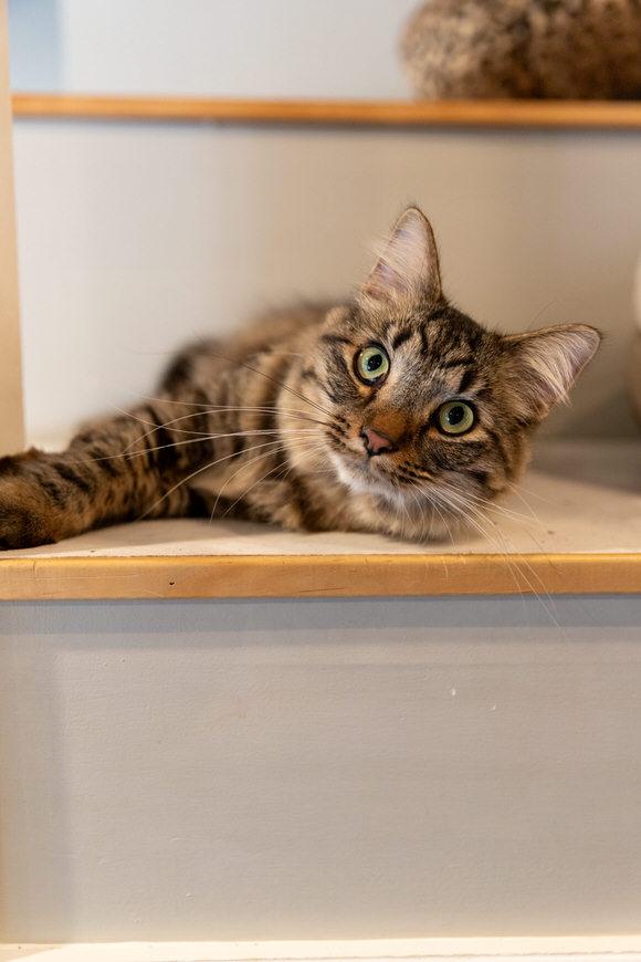 Enlarge Penz, a Adoptable Domestic Short Hair in Dayton, OH image 2/2