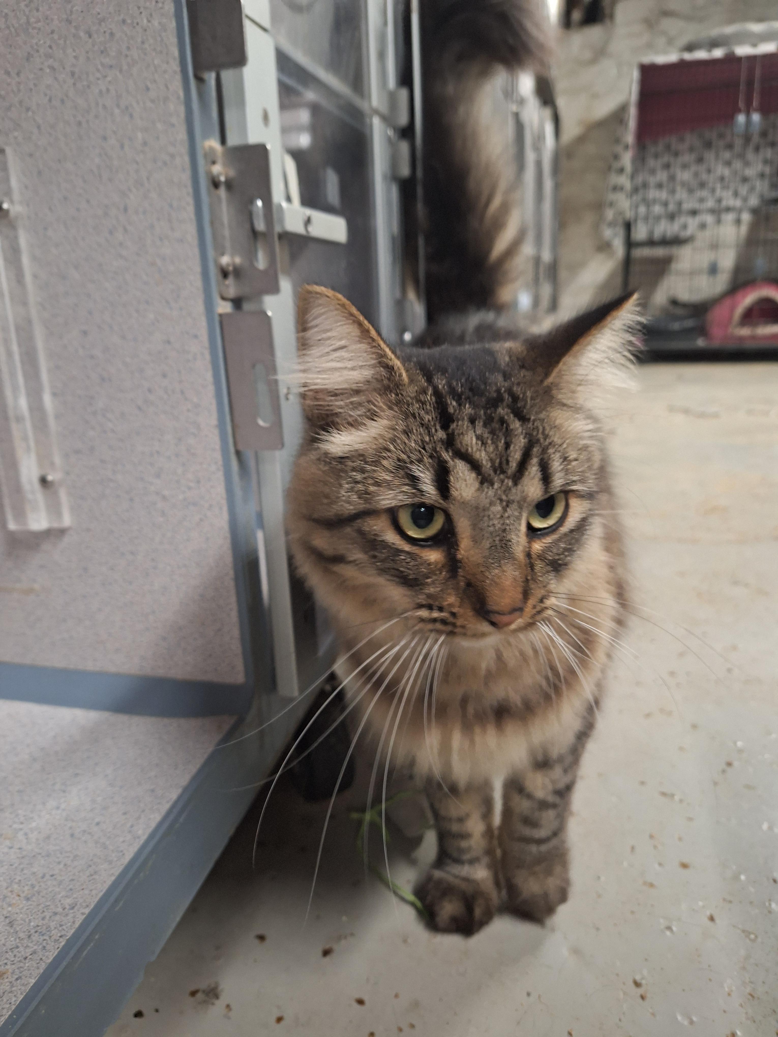 Penz, Adoptable, Kitten Male Domestic Short Hair.