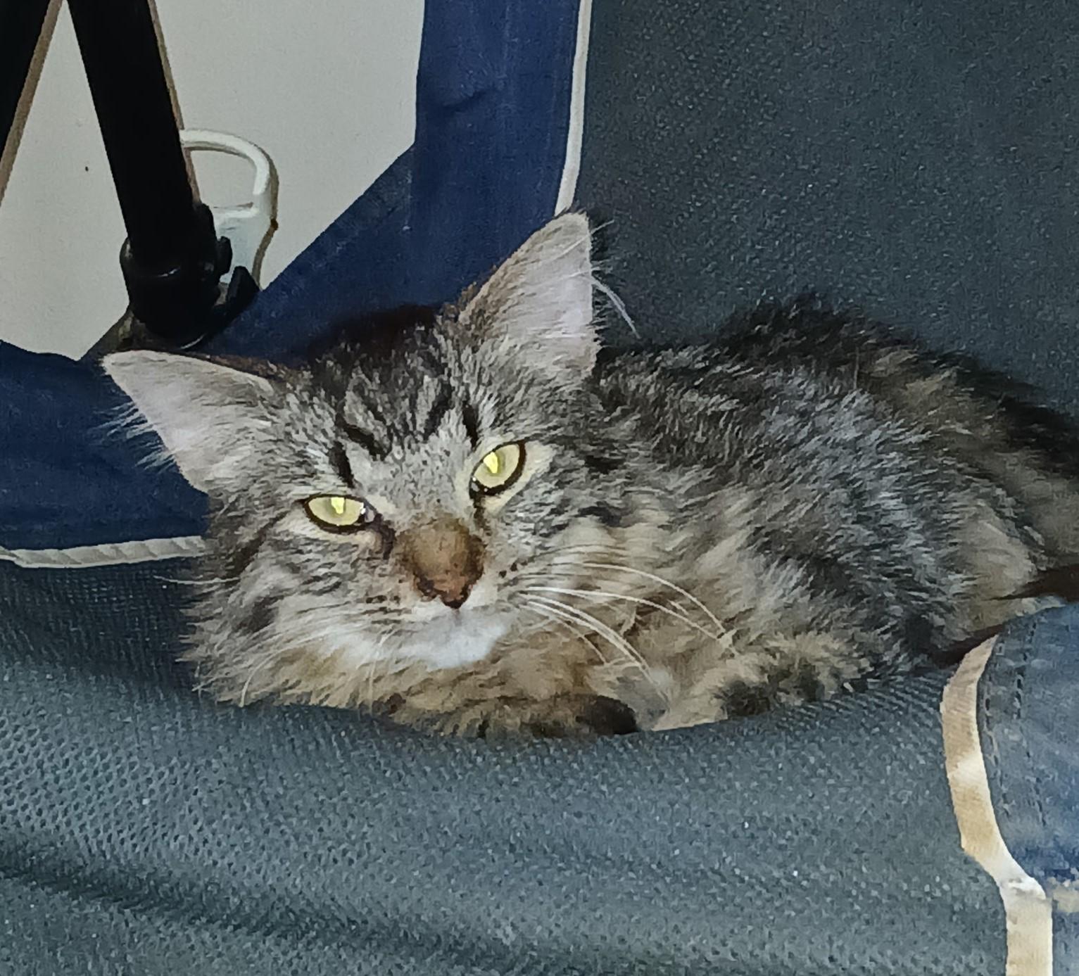 Enlarge Penz, a Adoptable Domestic Short Hair in Dayton, OH image 1/1