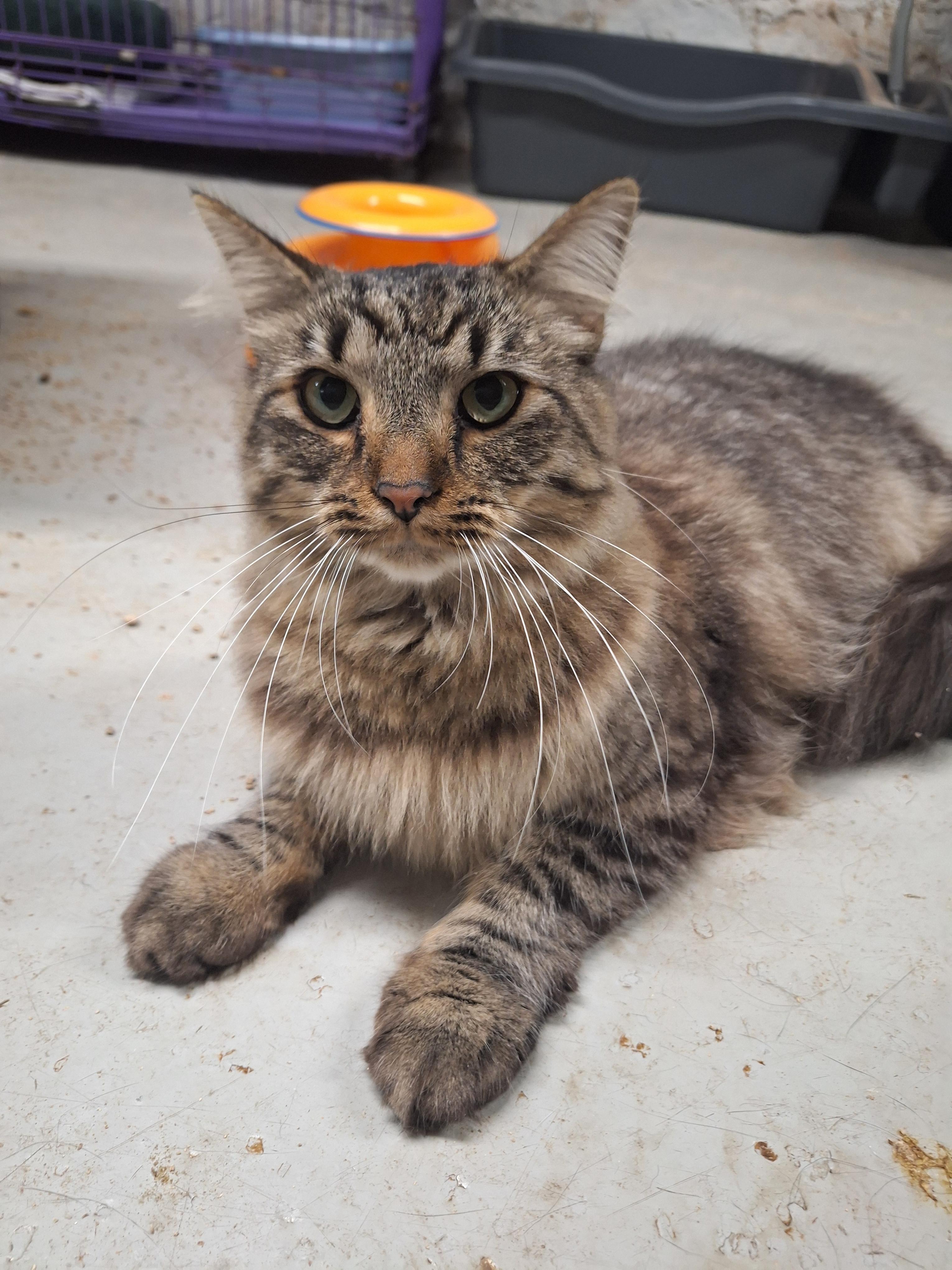 Enlarge Penz, a Adoptable Domestic Short Hair in Dayton, OH image 3/3