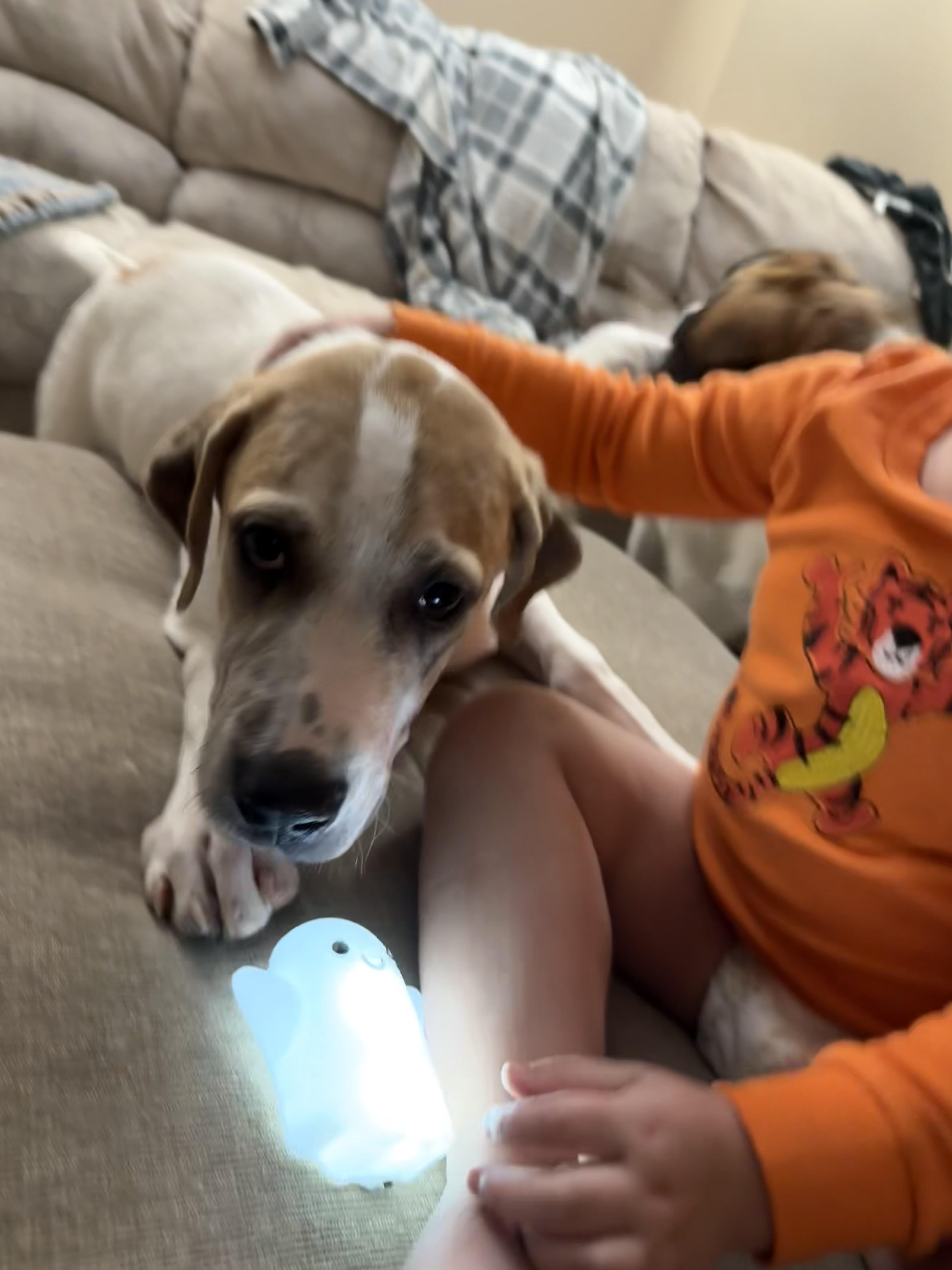 Tank , adopted, Young Male Great Pyrenees & Great Dane.