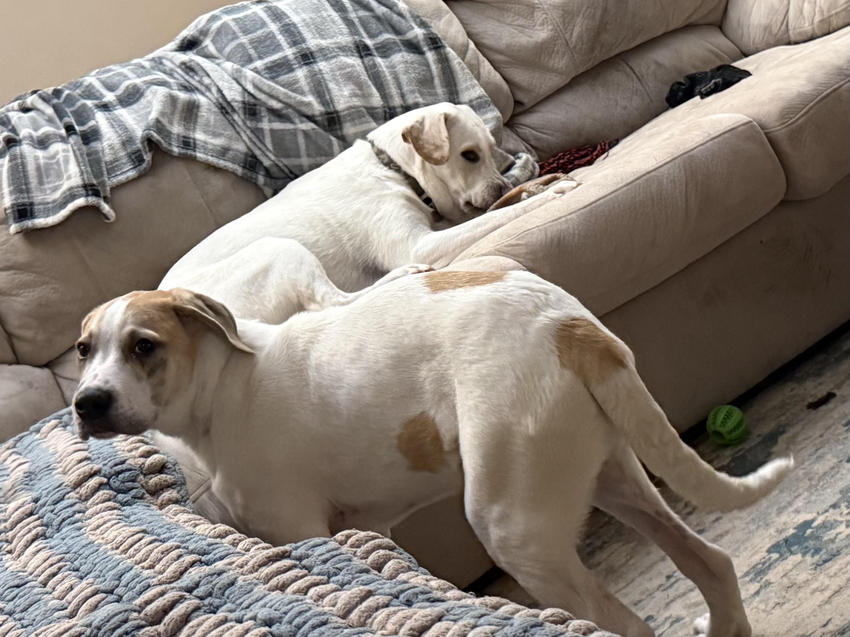 Enlarge Tank , an adopted mixed breed in Elkhorn, WI image 4/4