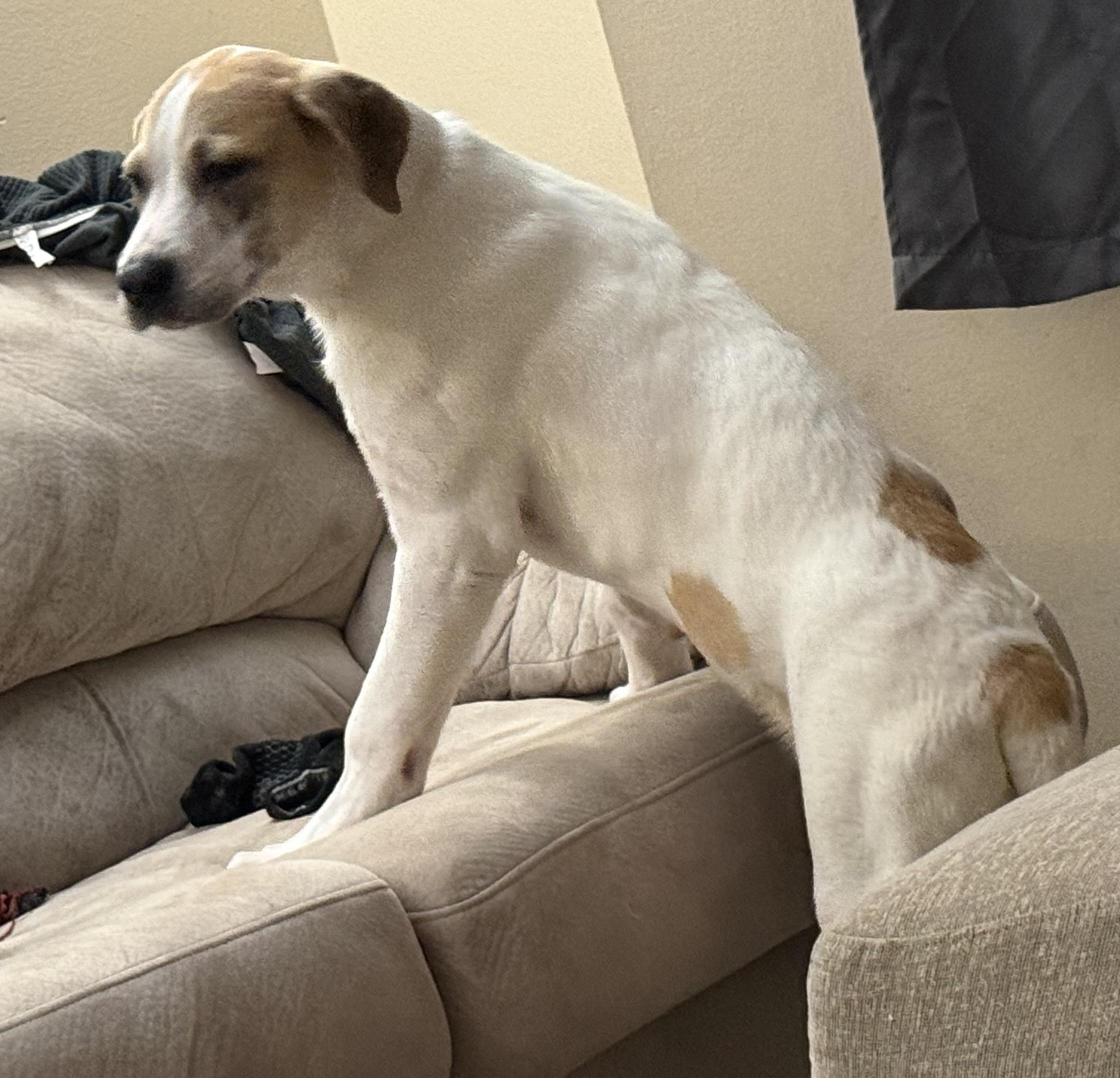 Enlarge Tank , an adopted mixed breed in Elkhorn, WI image 3/4