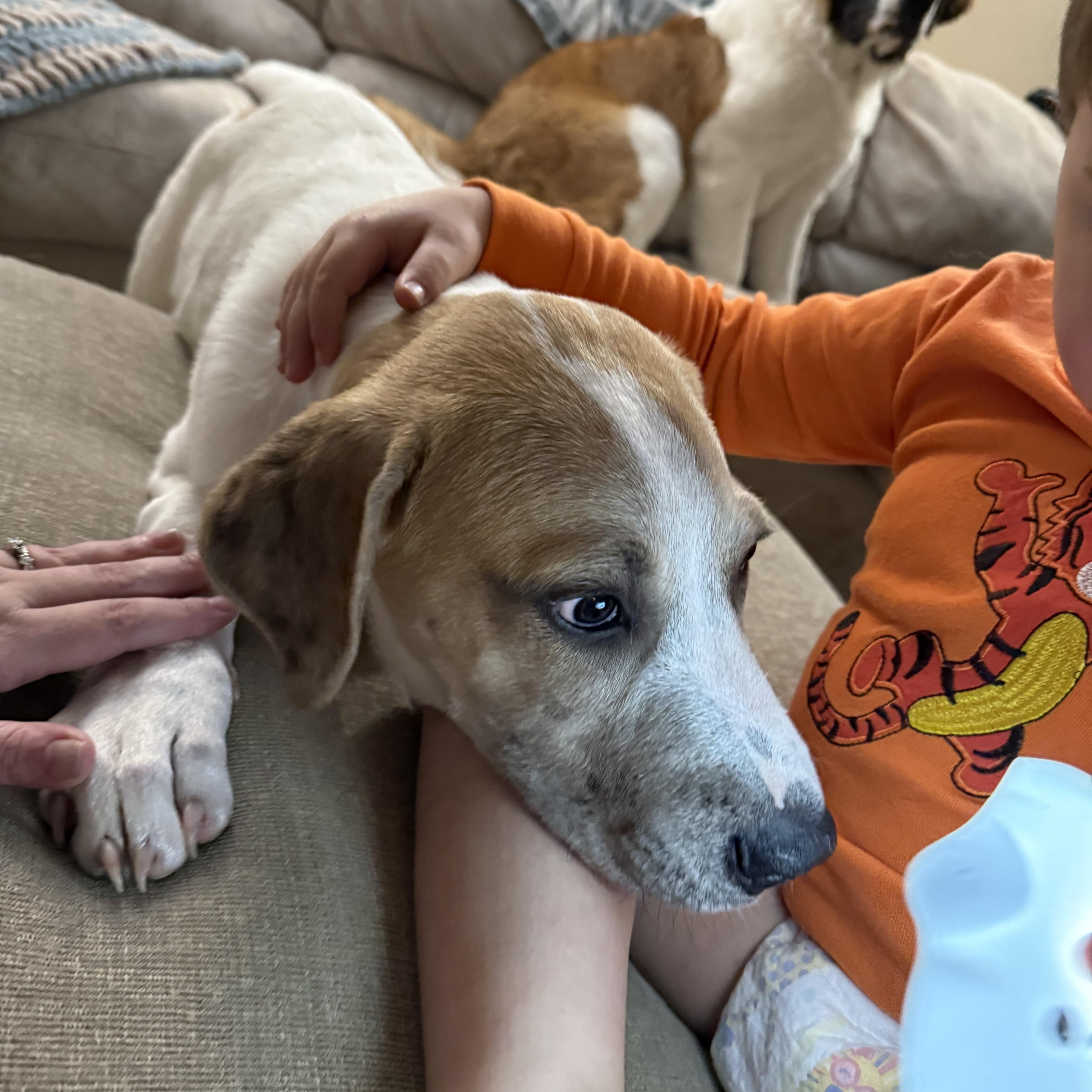 Enlarge Tank , an adopted mixed breed in Elkhorn, WI image 2/4