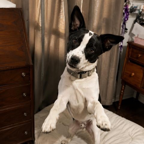 Enlarge Apollo Handsome, Loving, Cuddles. Good w/Dogs, a Adoptable mixed breed in Cambridge, MA image 4/6