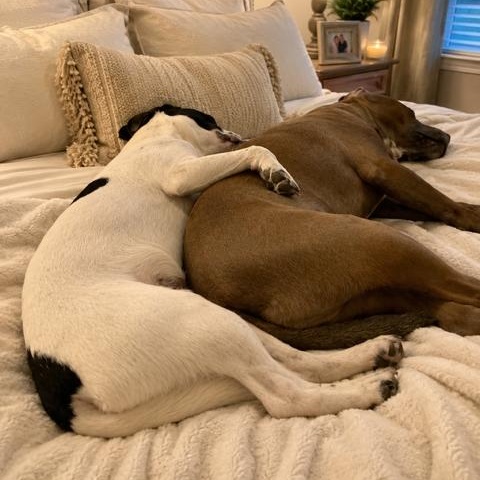 Enlarge Apollo Handsome, Loving, Cuddles. Good w/Dogs, a Adoptable mixed breed in Cambridge, MA image 2/6