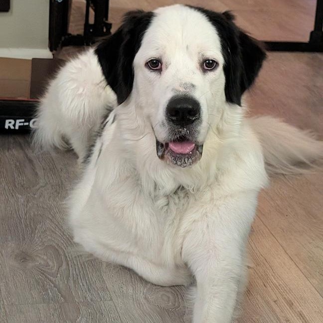 Snoopy, adopted, Adult Male Saint Bernard & Great Pyrenees.