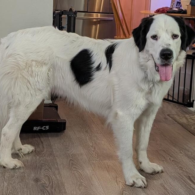 Snoopy, an adopted mixed breed in Toledo, OH image 2/2