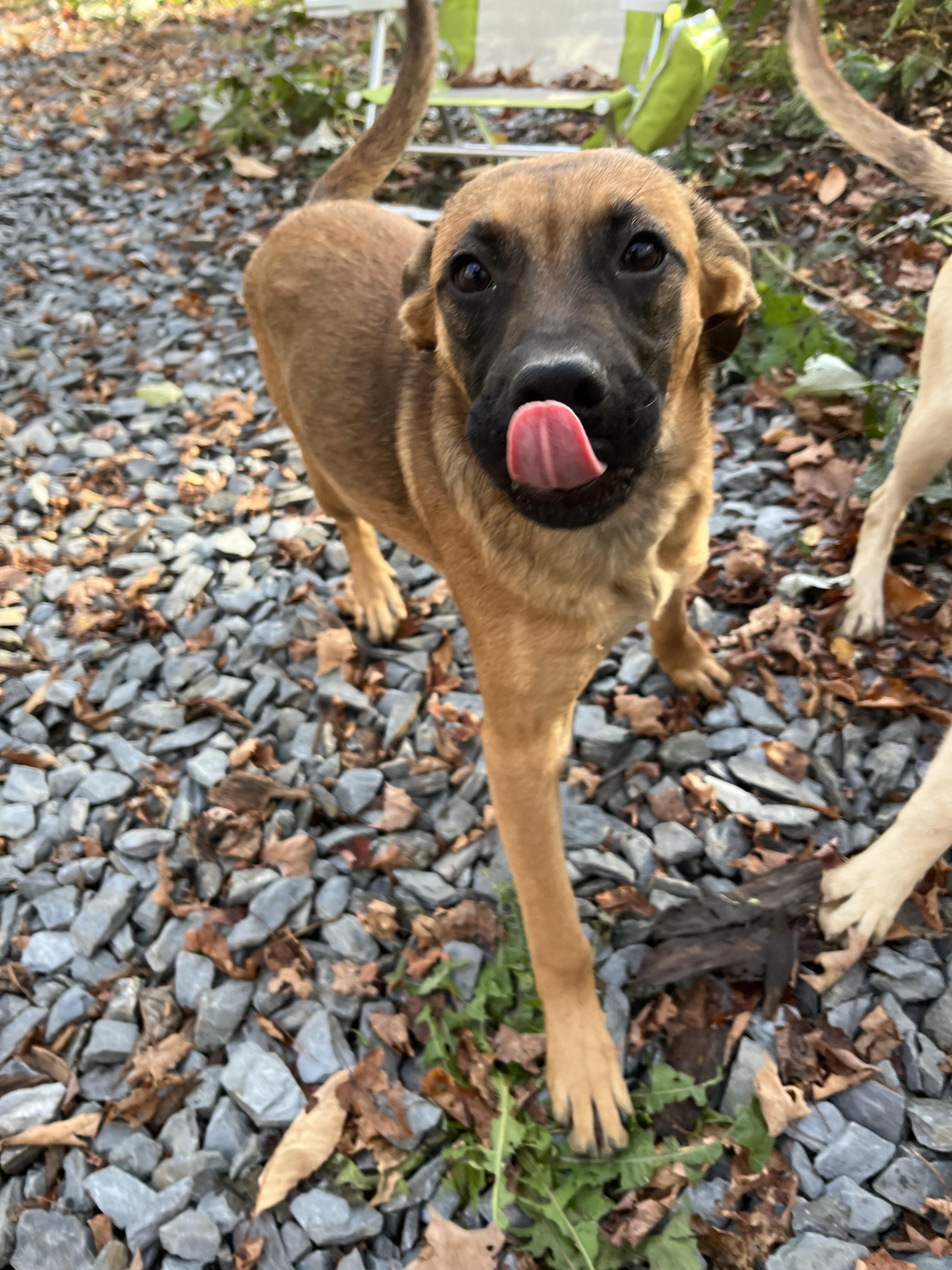 Ja Dante, a Adoptable mixed breed in Portland, ME image 3/4
