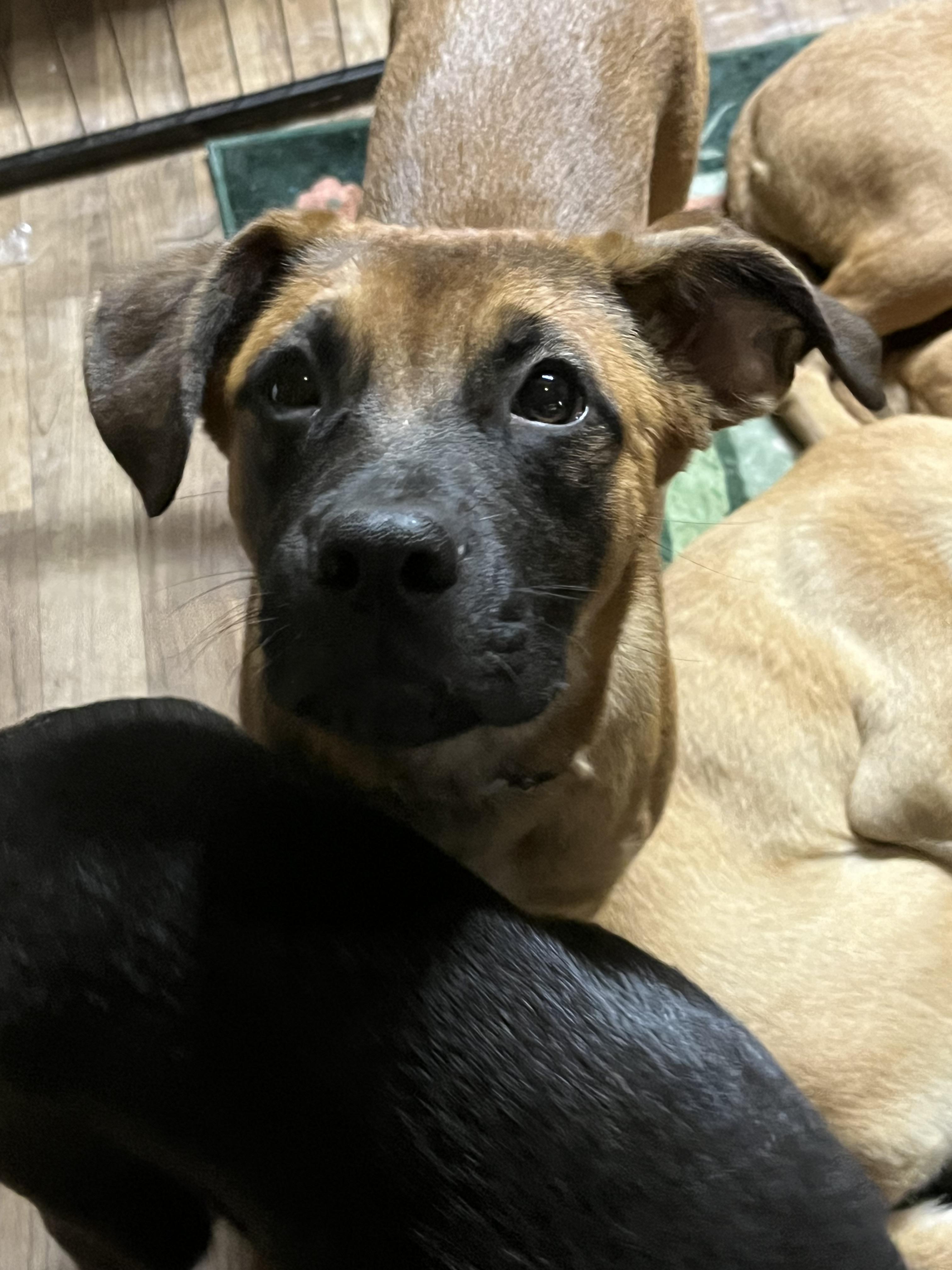 Ja Dante, a Adoptable mixed breed in Portland, ME image 4/4