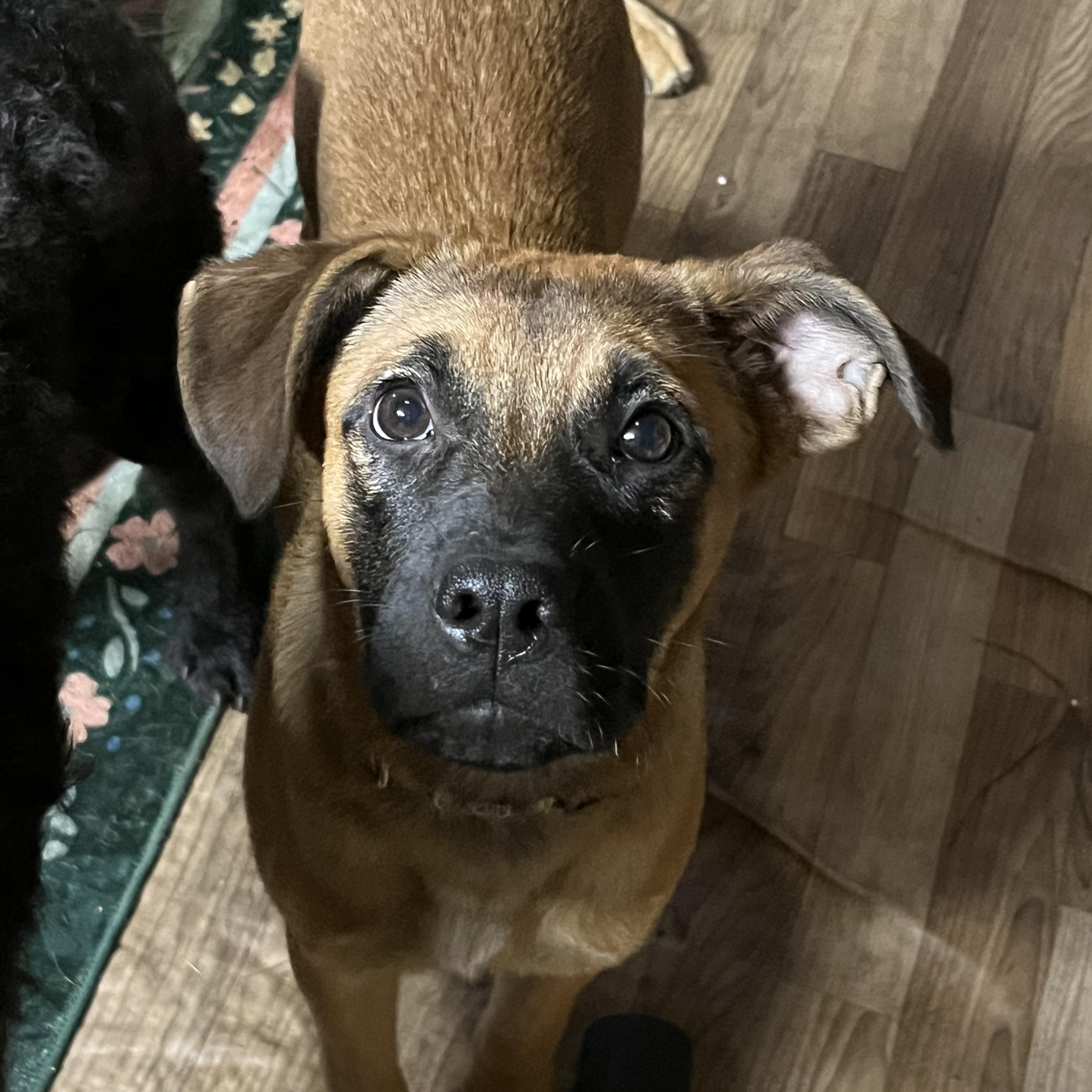 Ja Dante, a Adoptable mixed breed in Portland, ME image 1/4