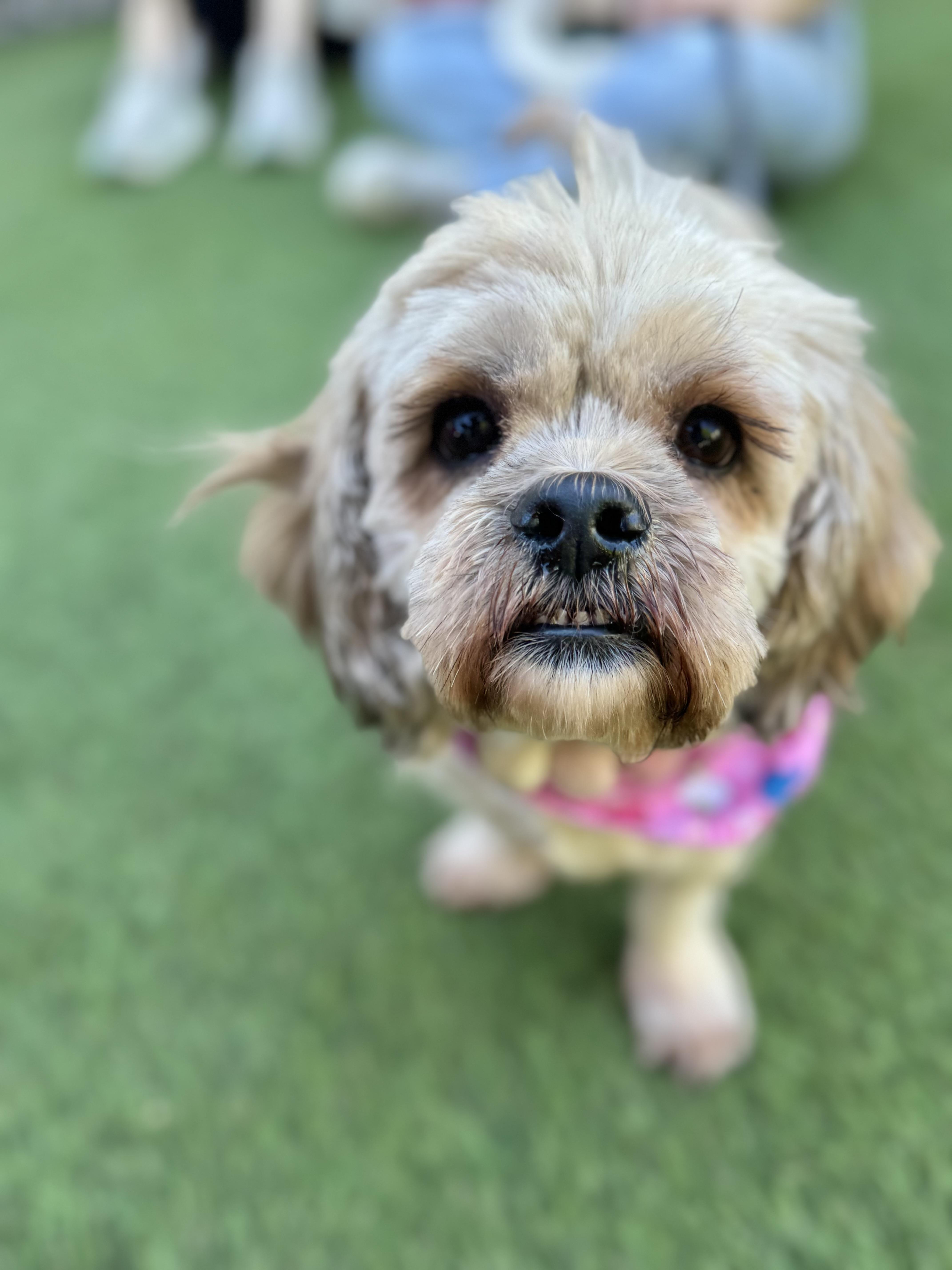 Bread is good with dogs, cats and kids!, an adoptable Cockapoo, Cocker Spaniel in Los Angeles, CA, 90035 | Photo Image 1
