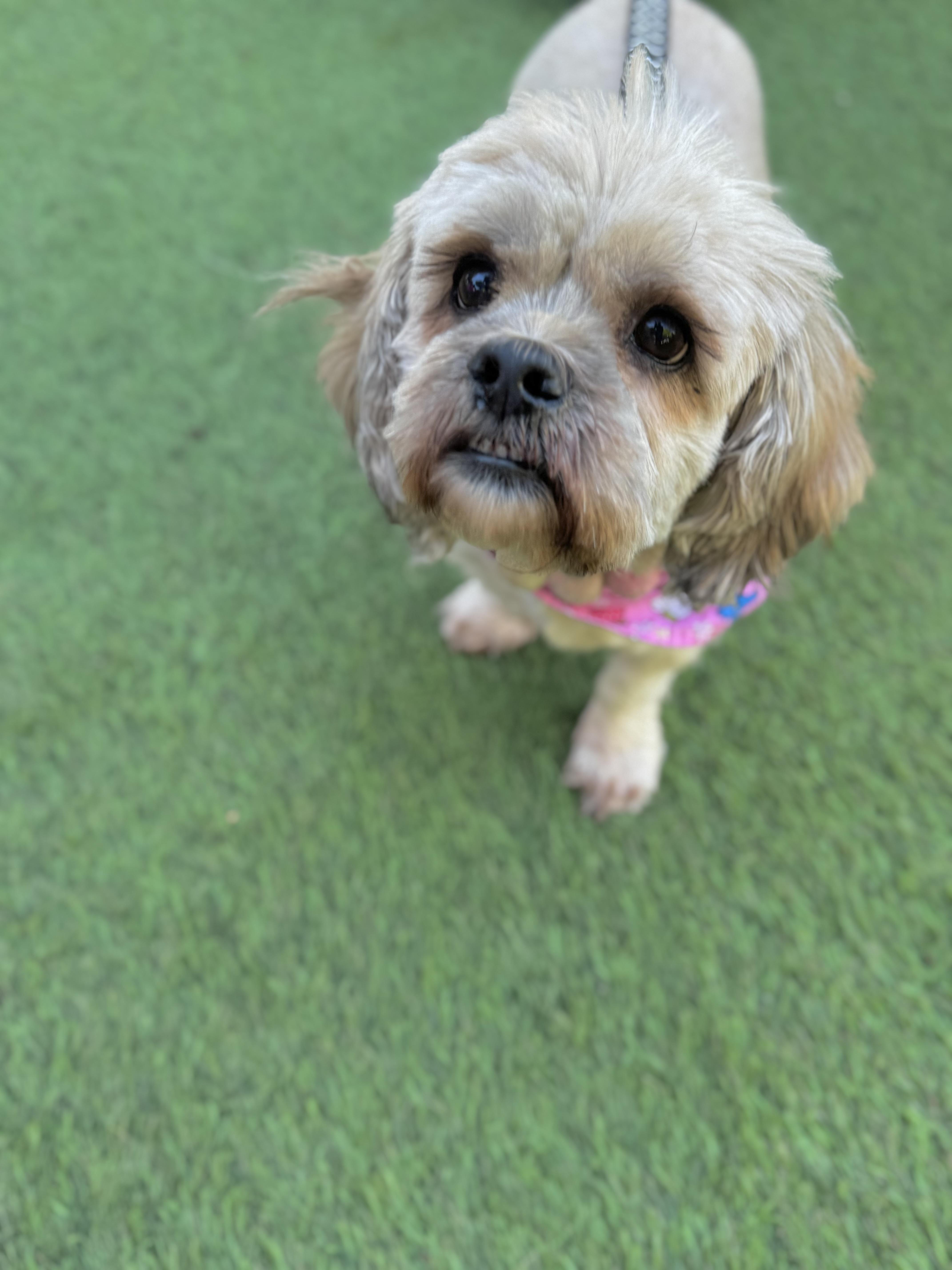 Bread is good with dogs, cats and kids!, an adoptable Cockapoo, Cocker Spaniel in Los Angeles, CA, 90035 | Photo Image 2
