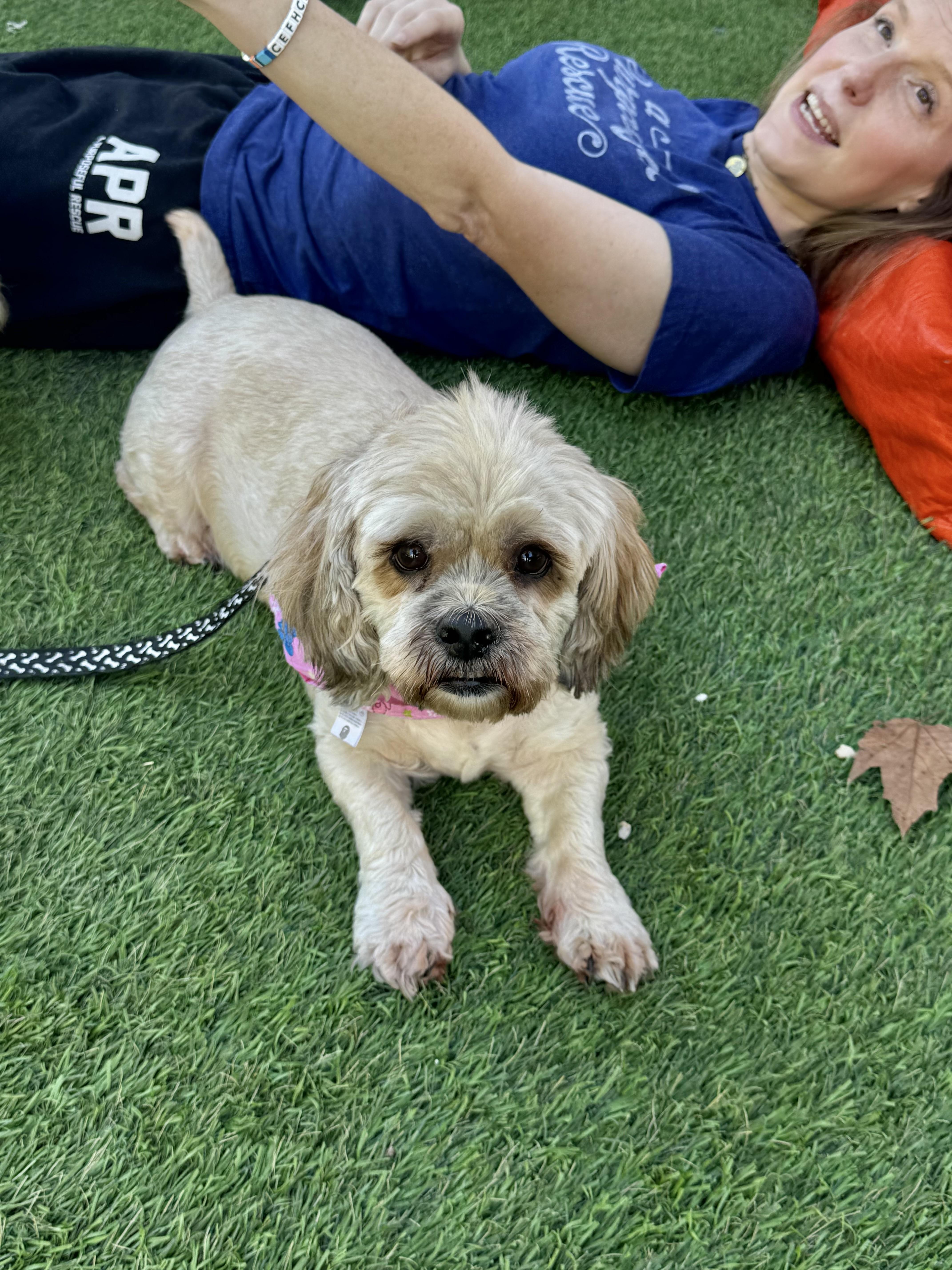 Bread is good with dogs, cats and kids!, an adoptable Cockapoo, Cocker Spaniel in Los Angeles, CA, 90035 | Photo Image 5