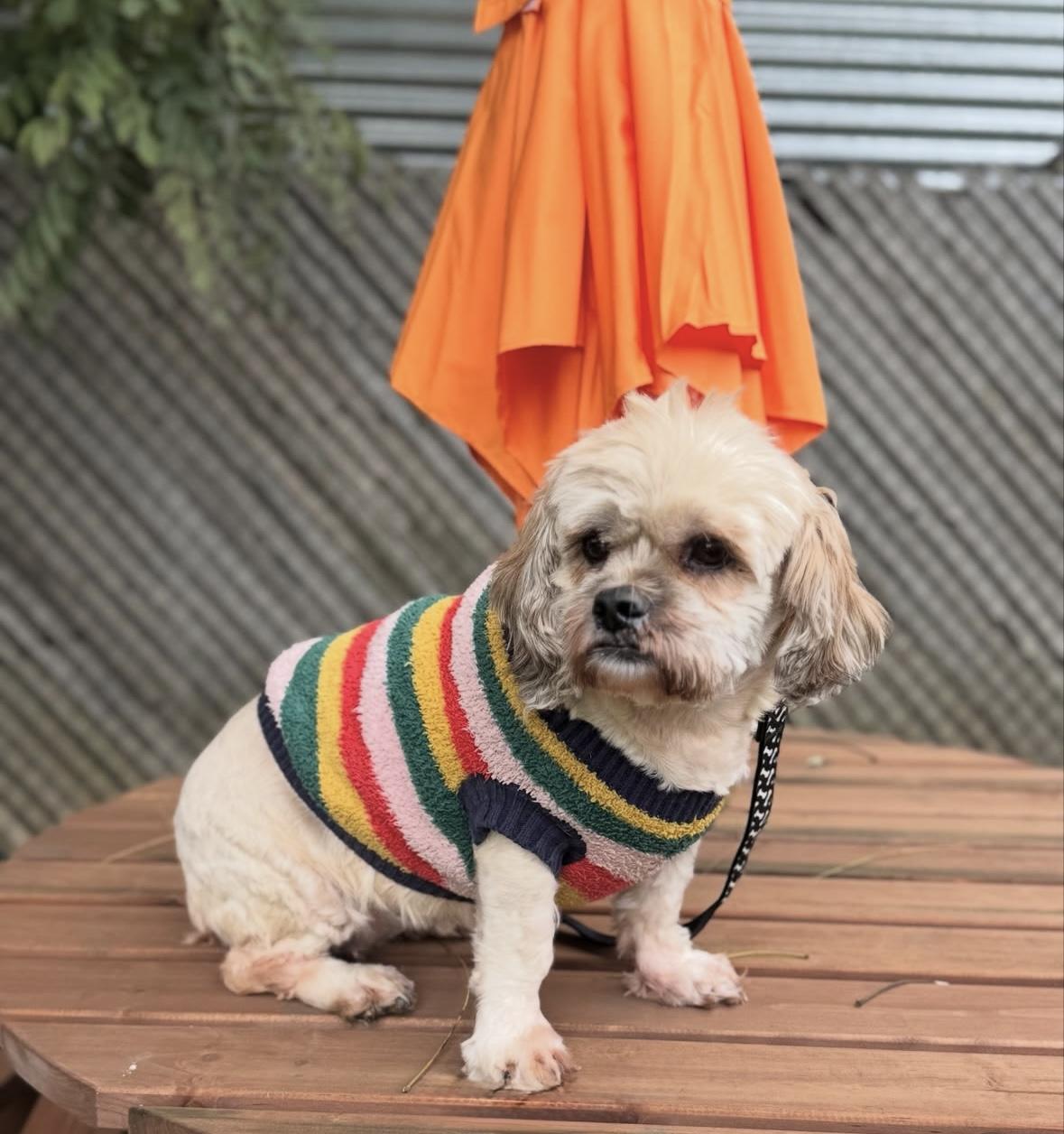 Bread is good with dogs, cats and kids!, an adoptable Cockapoo, Cocker Spaniel in Los Angeles, CA, 90035 | Photo Image 4