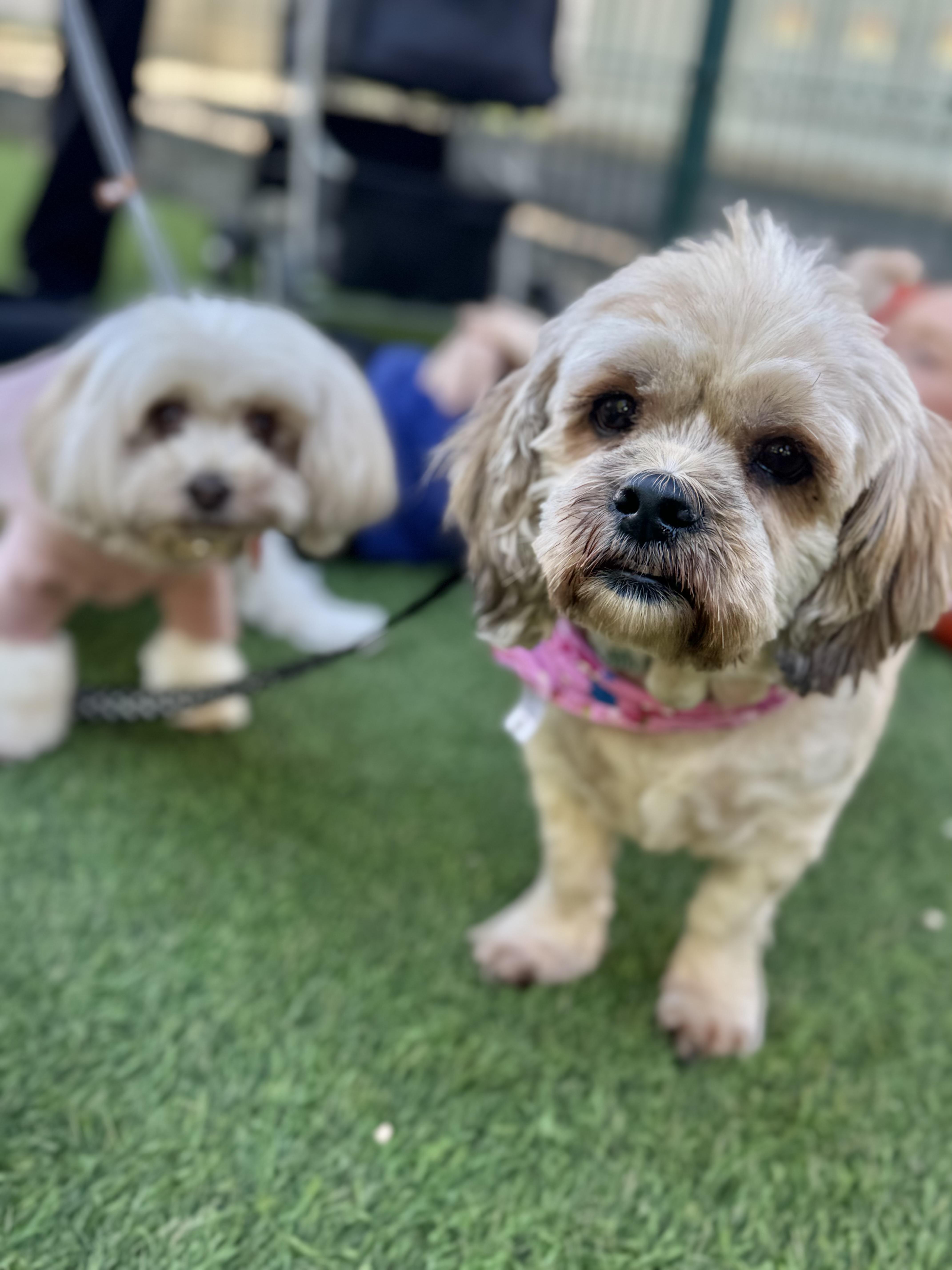 Bread is good with dogs, cats and kids!, an adoptable Cockapoo, Cocker Spaniel in Los Angeles, CA, 90035 | Photo Image 3