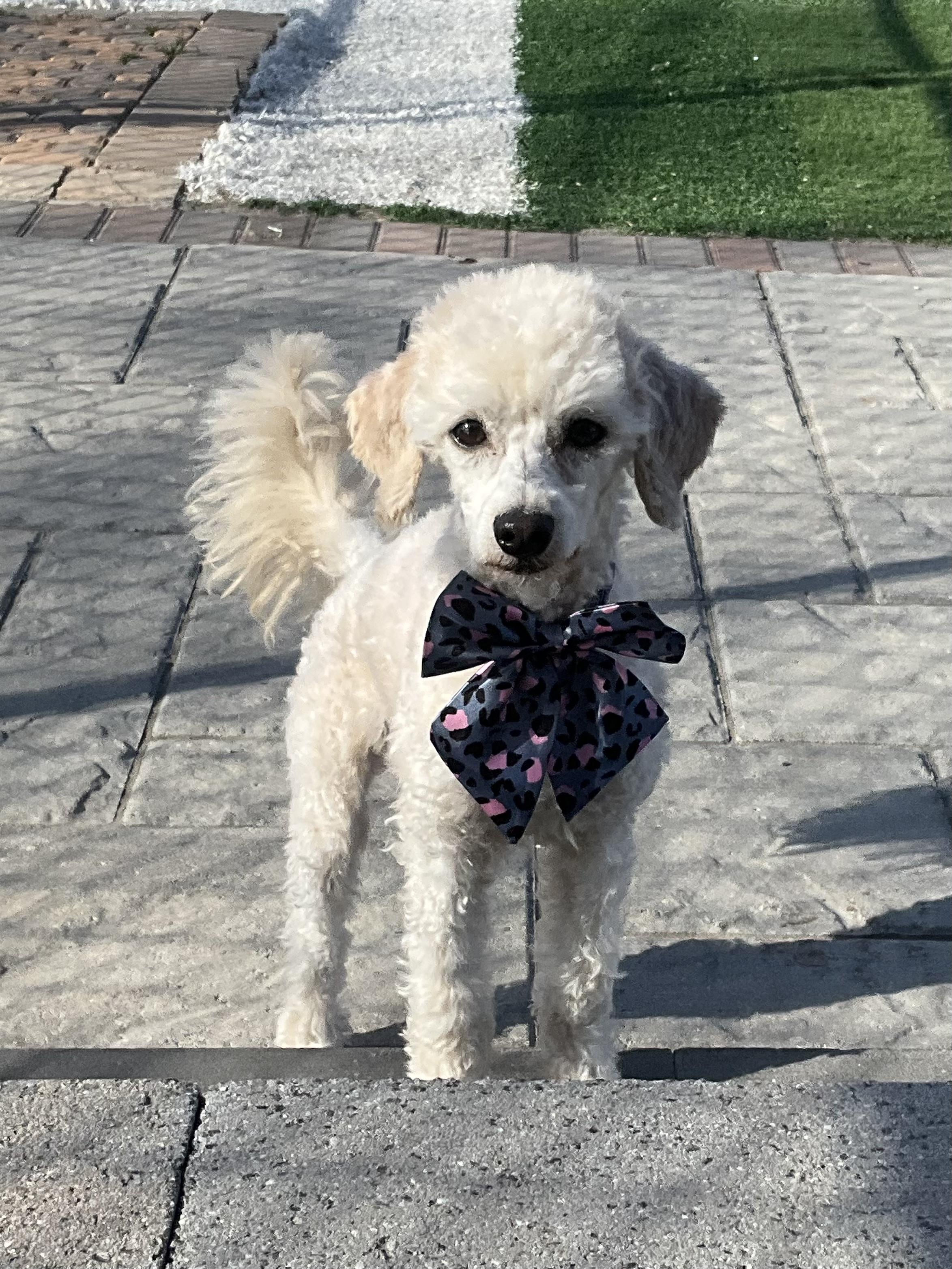 Lily, ADOPTABLE, Young Female Poodle (Toy).