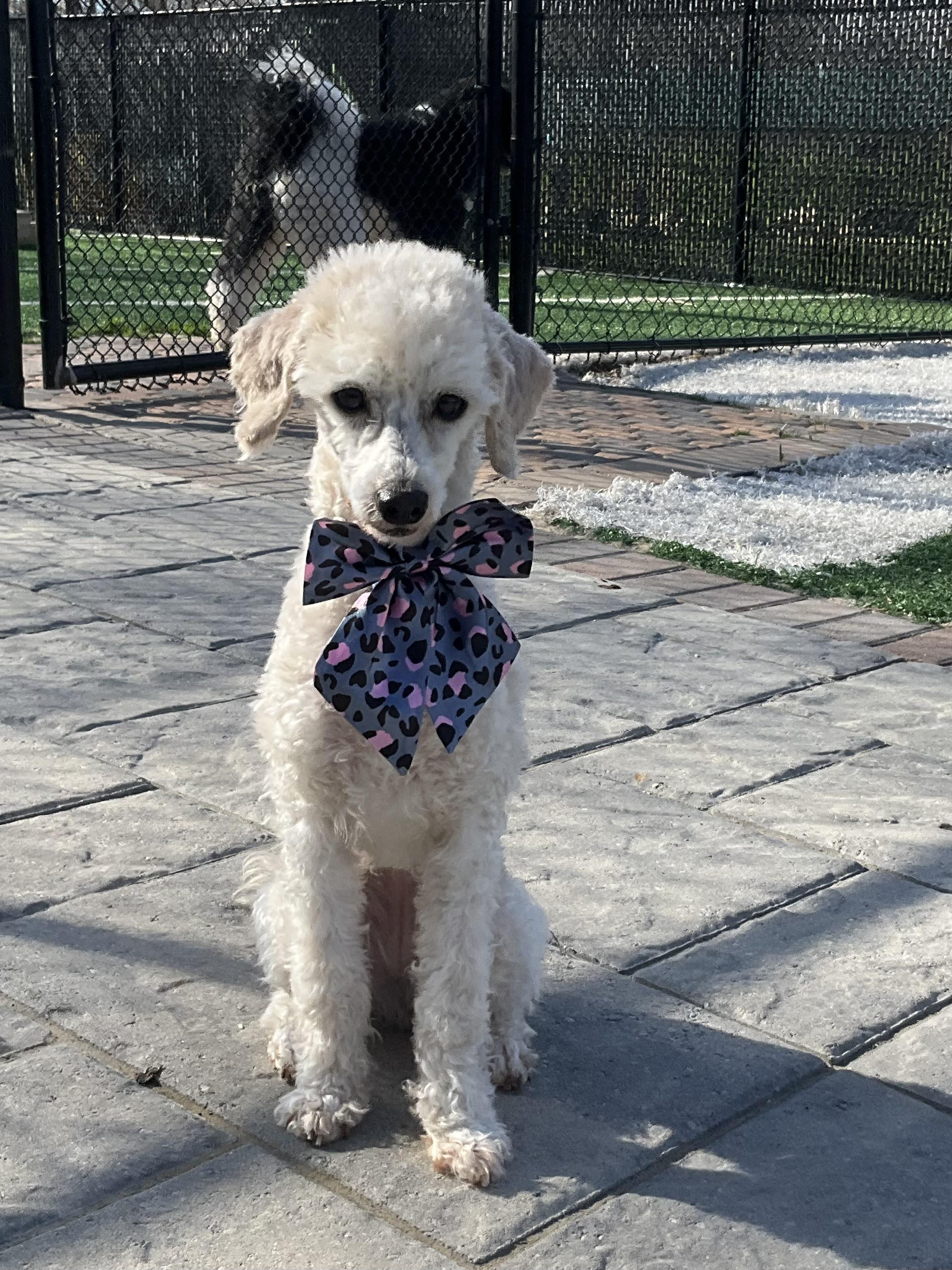 Enlarge Lily, a ADOPTABLE Poodle (Toy) in Montclair, NJ image 2/2