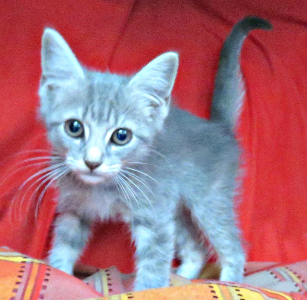 Laurel, Baby Female Domestic Short Hair
