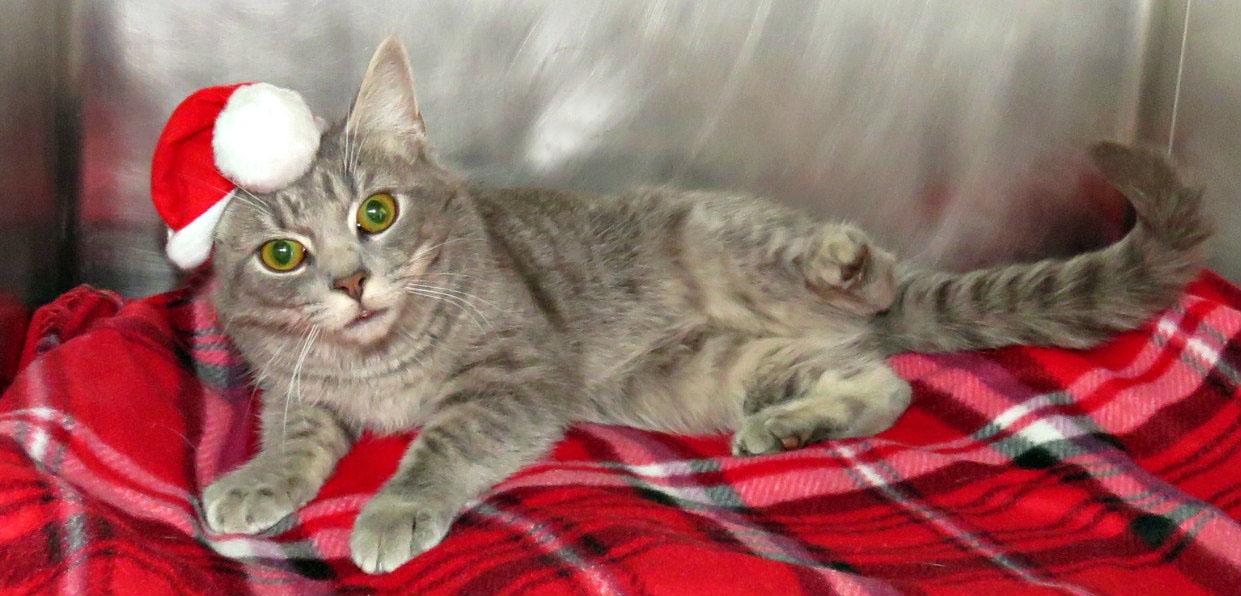 Enlarge Laurel, a Adoptable mixed breed in Lexington, VA image 1/1