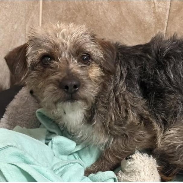 Enlarge Irving, a ADOPTABLE mixed breed in Santa Rosa, CA image 1/1