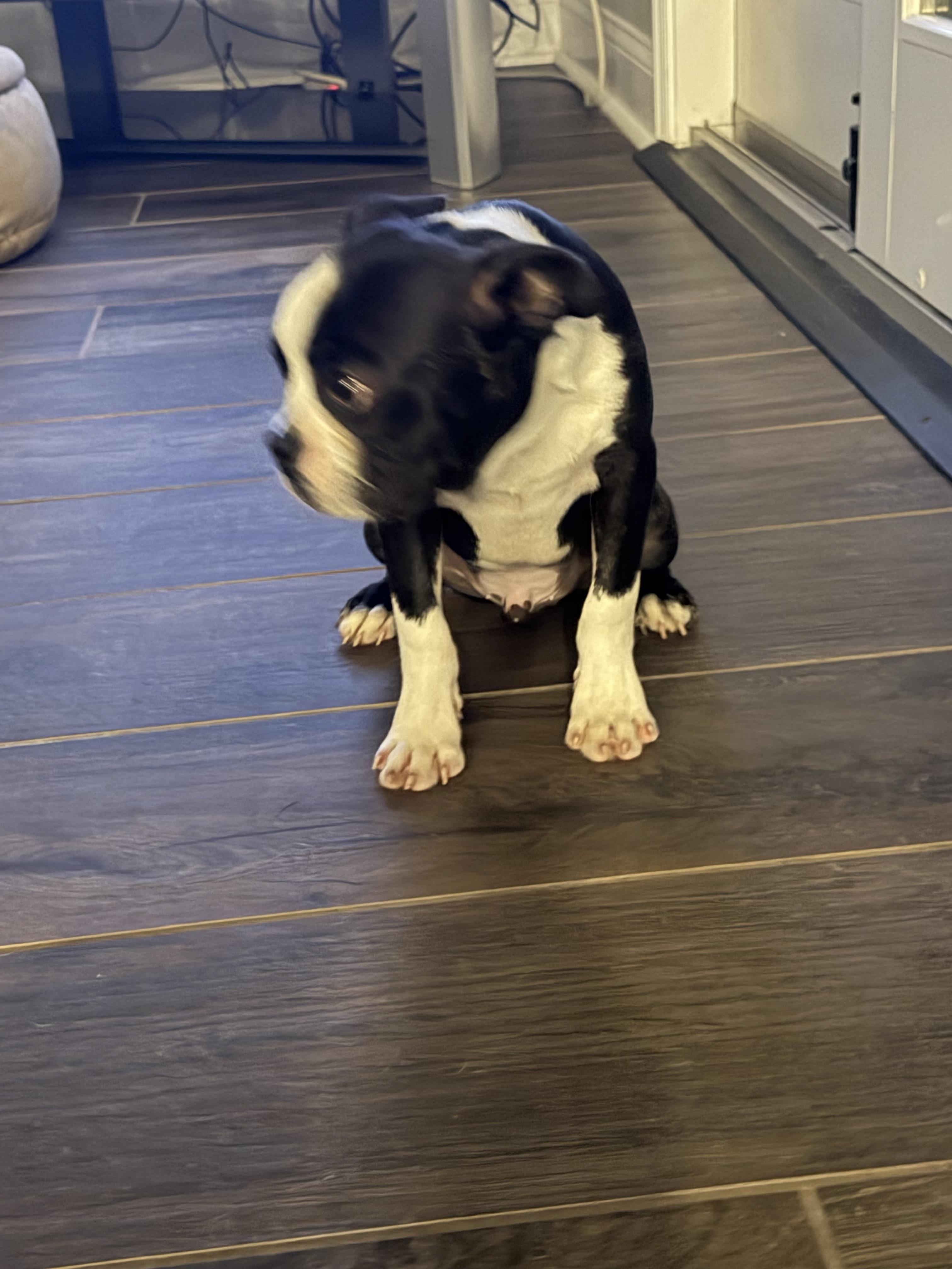 Snorts, Adoptable, Puppy Male Boston Terrier.