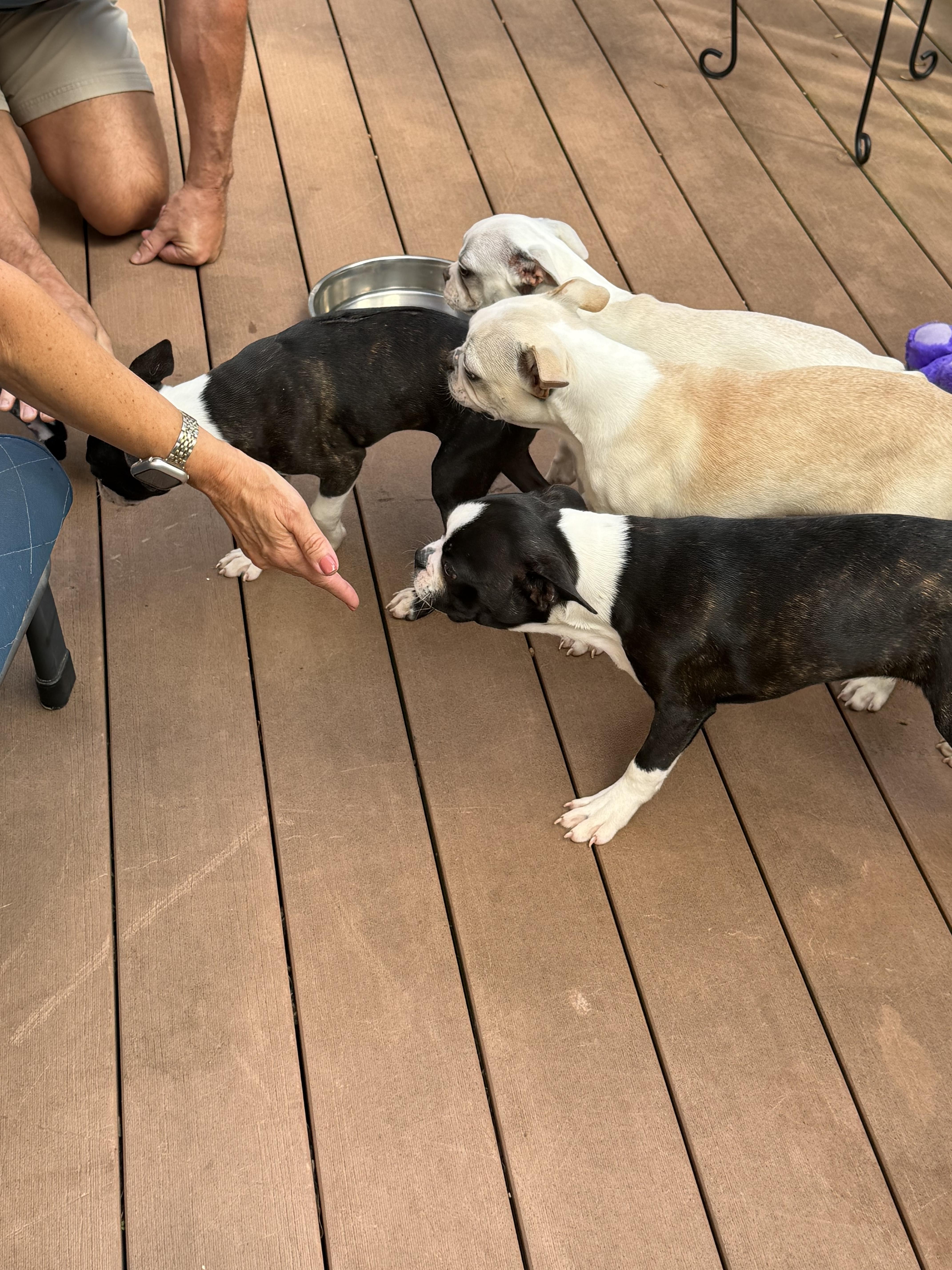 Enlarge Snorts, a Adoption Pending Boston Terrier in Havertown, PA image 2/4