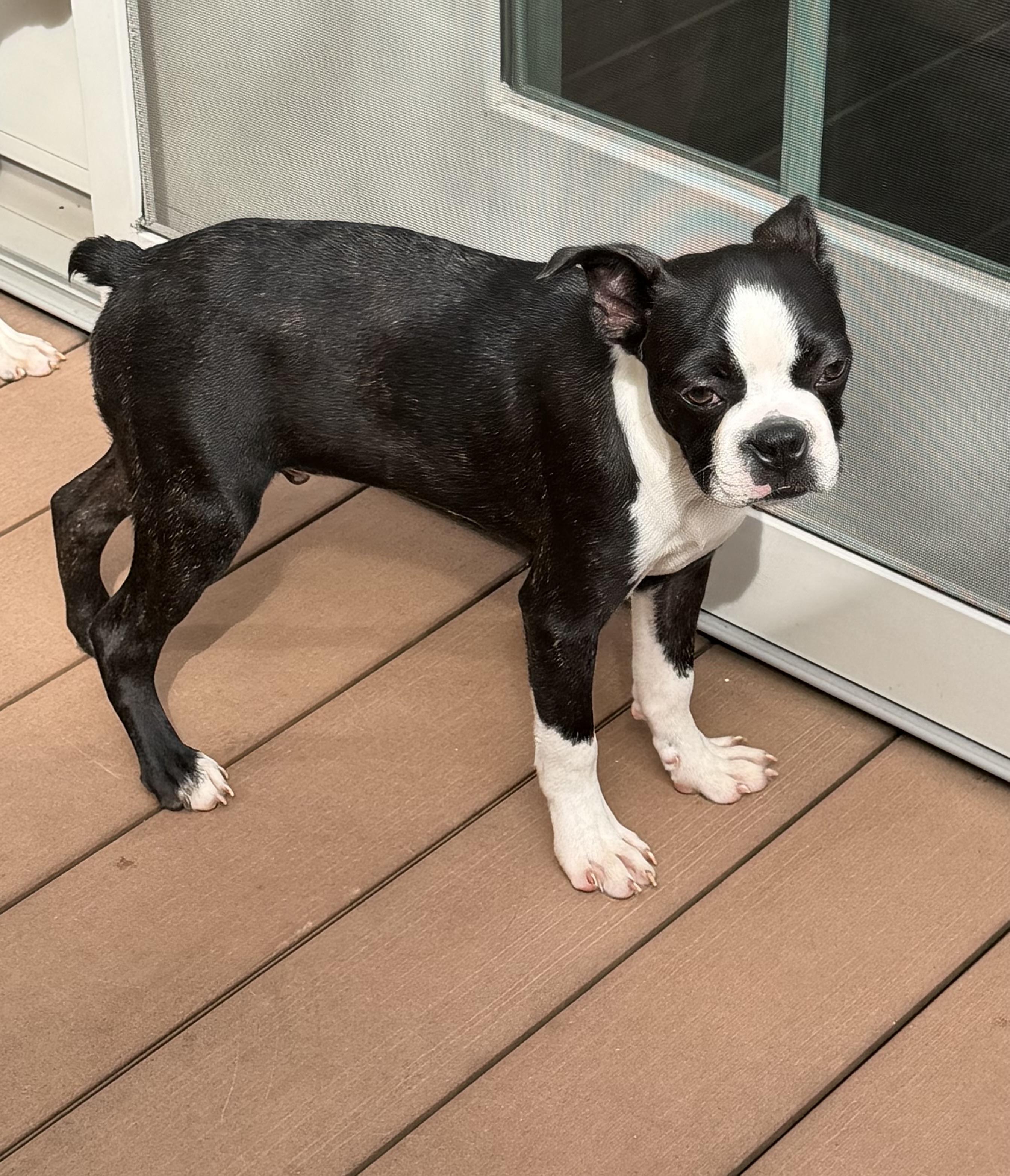 Enlarge Snorts, a Adoption Pending Boston Terrier in Havertown, PA image 3/4