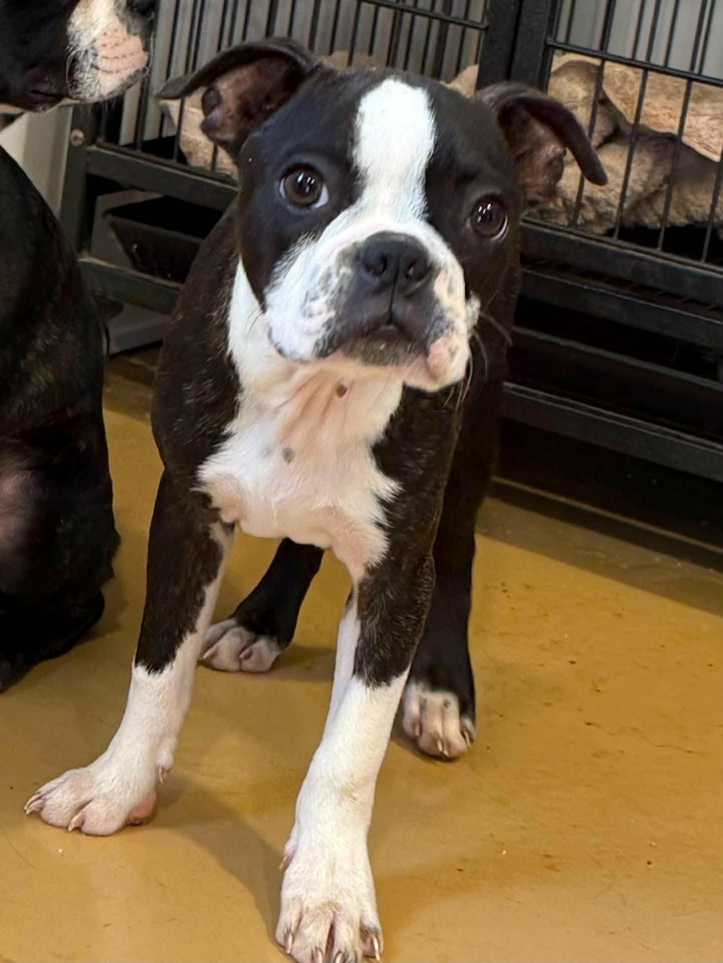 Enlarge Snorts, a Adoption Pending Boston Terrier in Havertown, PA image 4/4