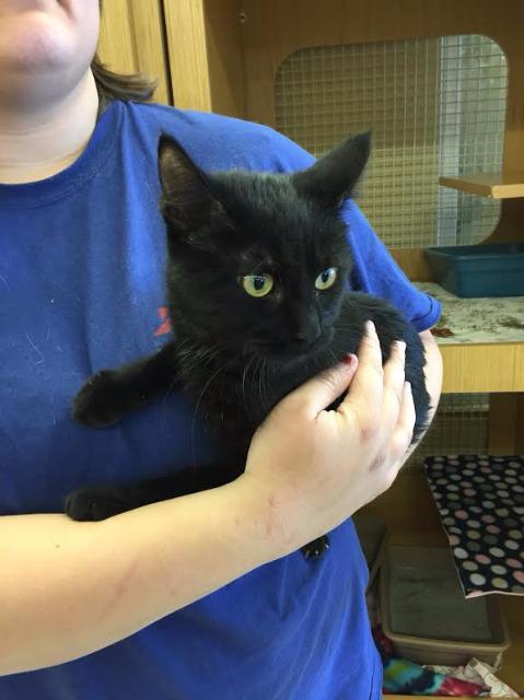 Willow the Black, Adoptable, Senior Female Domestic Short Hair.