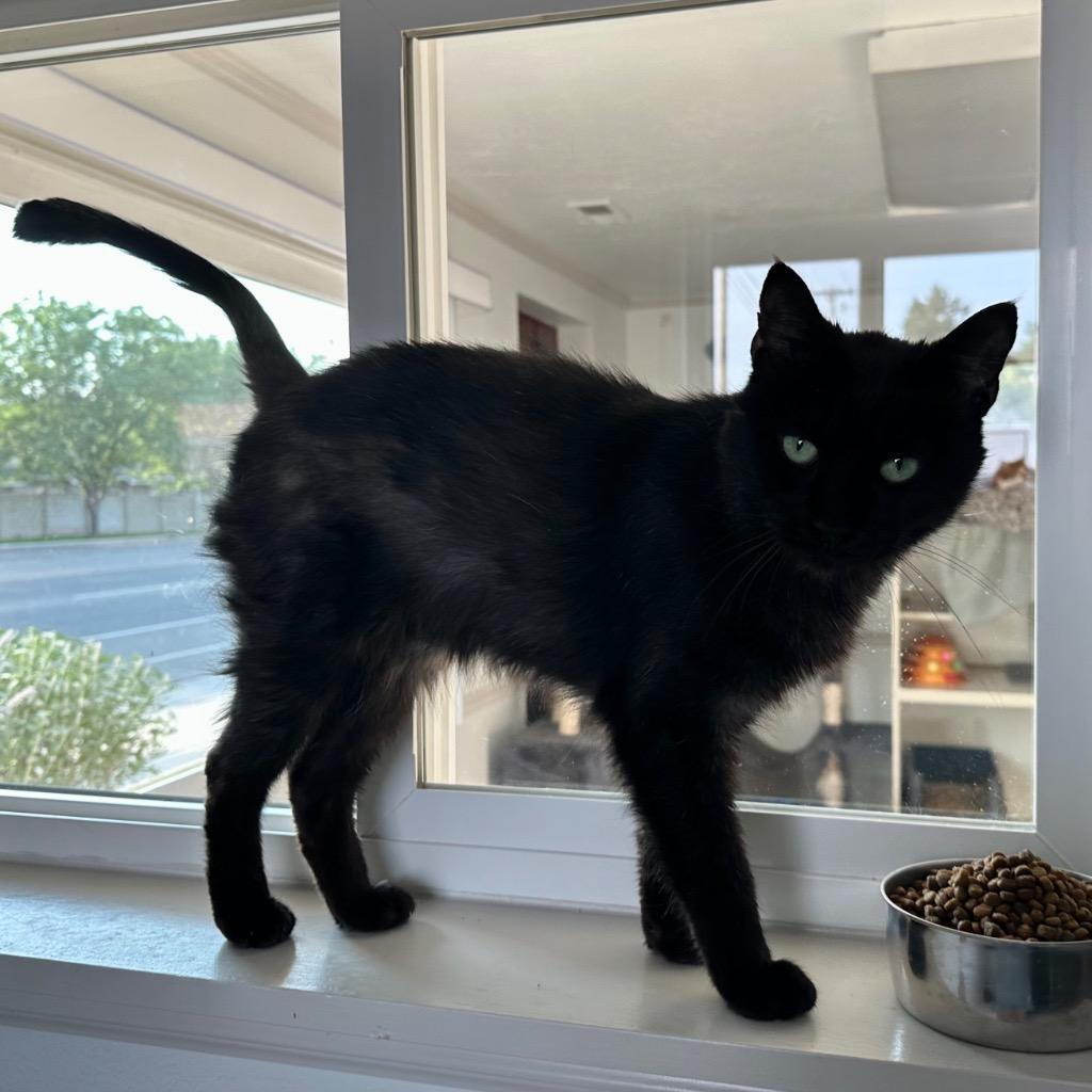 Enlarge Willow the Black, a Adoptable mixed breed in Sandy, UT image 2/3