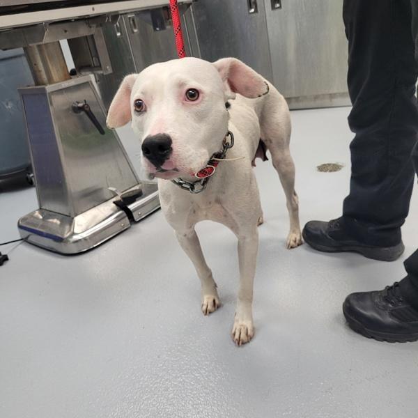 Enlarge In Foster Royal, a Adoptable mixed breed in Lawrenceville, GA image 1/1