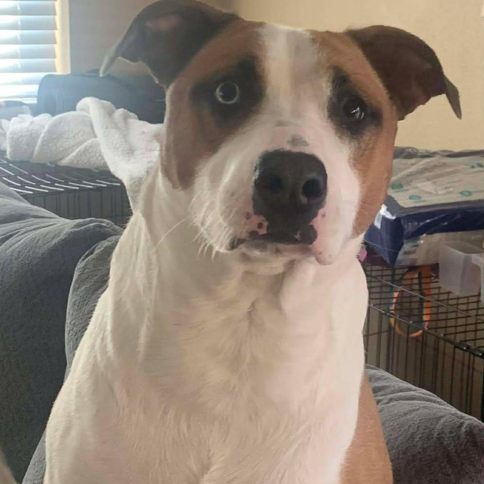 Enlarge MAVERICK, a ADOPTABLE mixed breed in Madisonville, LA image 1/2