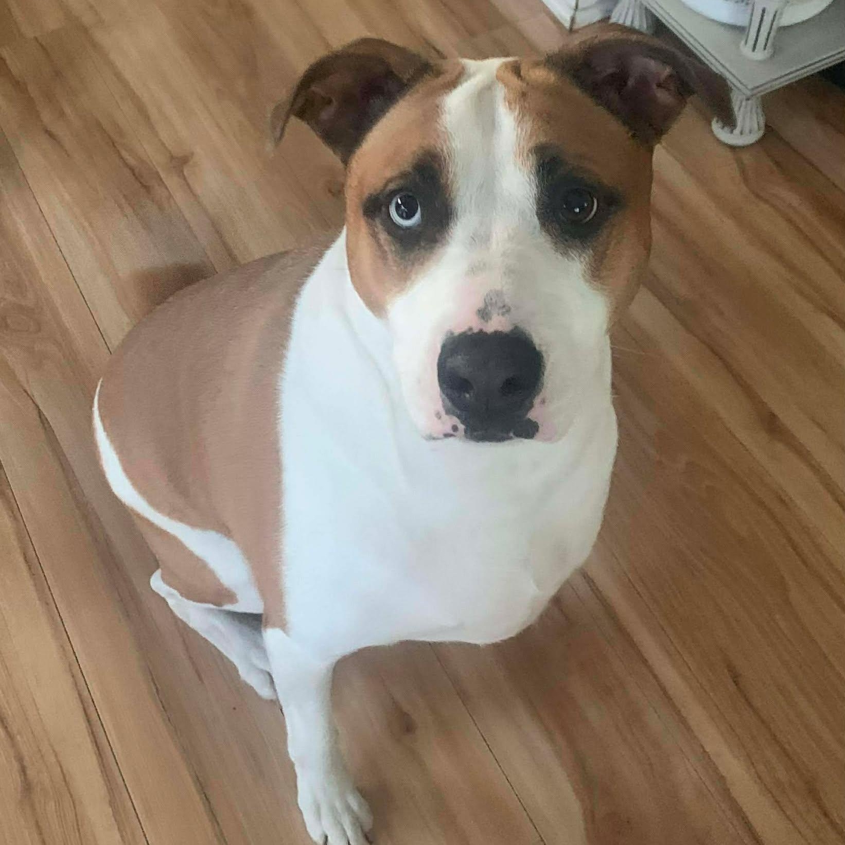 Enlarge MAVERICK, a ADOPTABLE mixed breed in Madisonville, LA image 2/2