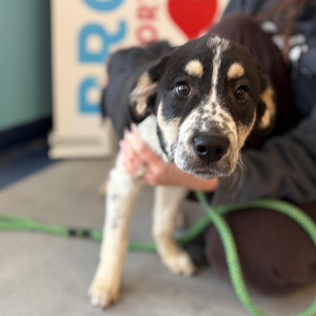 Enlarge Hazel, a Adoptable mixed breed in Morrisville, VT image 1/5