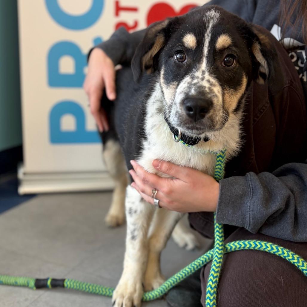 Enlarge Hazel, a Adoptable mixed breed in Morrisville, VT image 2/5