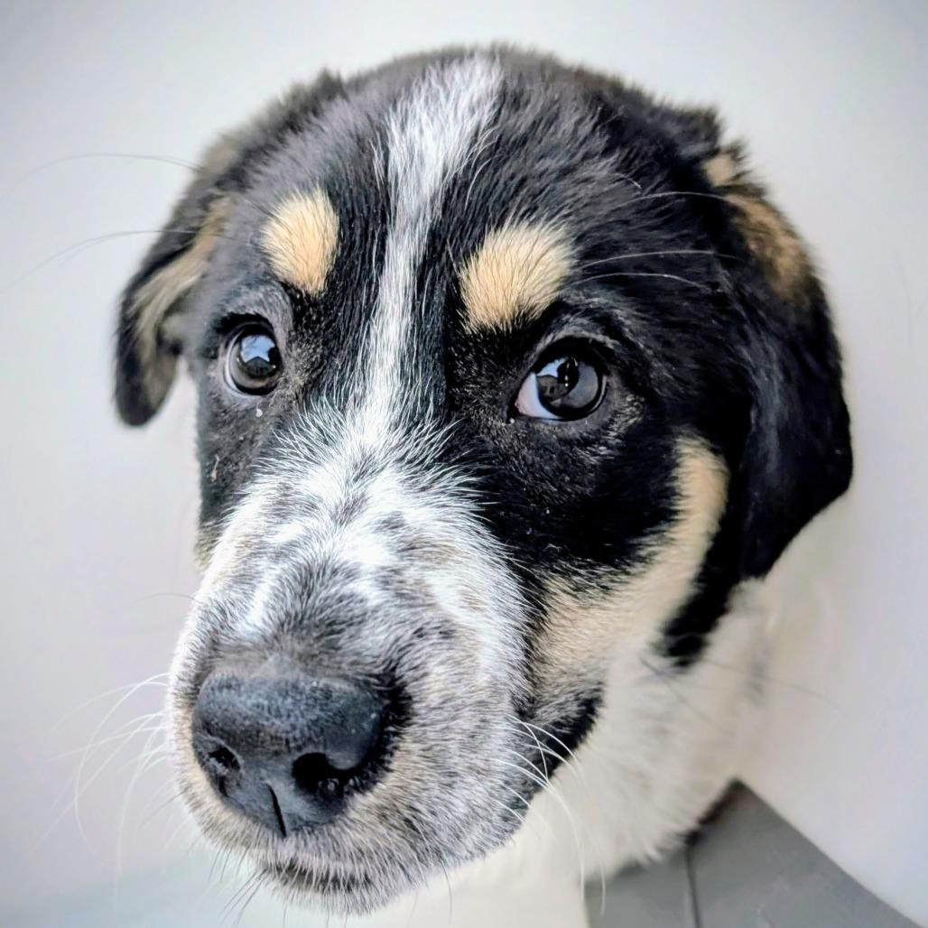 Enlarge Hazel, a Adoptable mixed breed in Morrisville, VT image 3/5