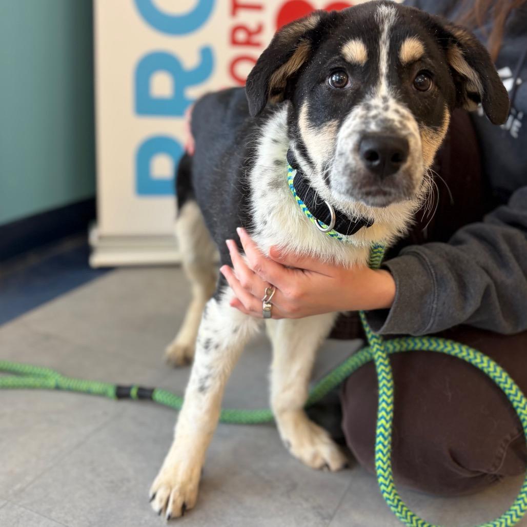 Enlarge Hazel, a Adoptable mixed breed in Morrisville, VT image 4/5