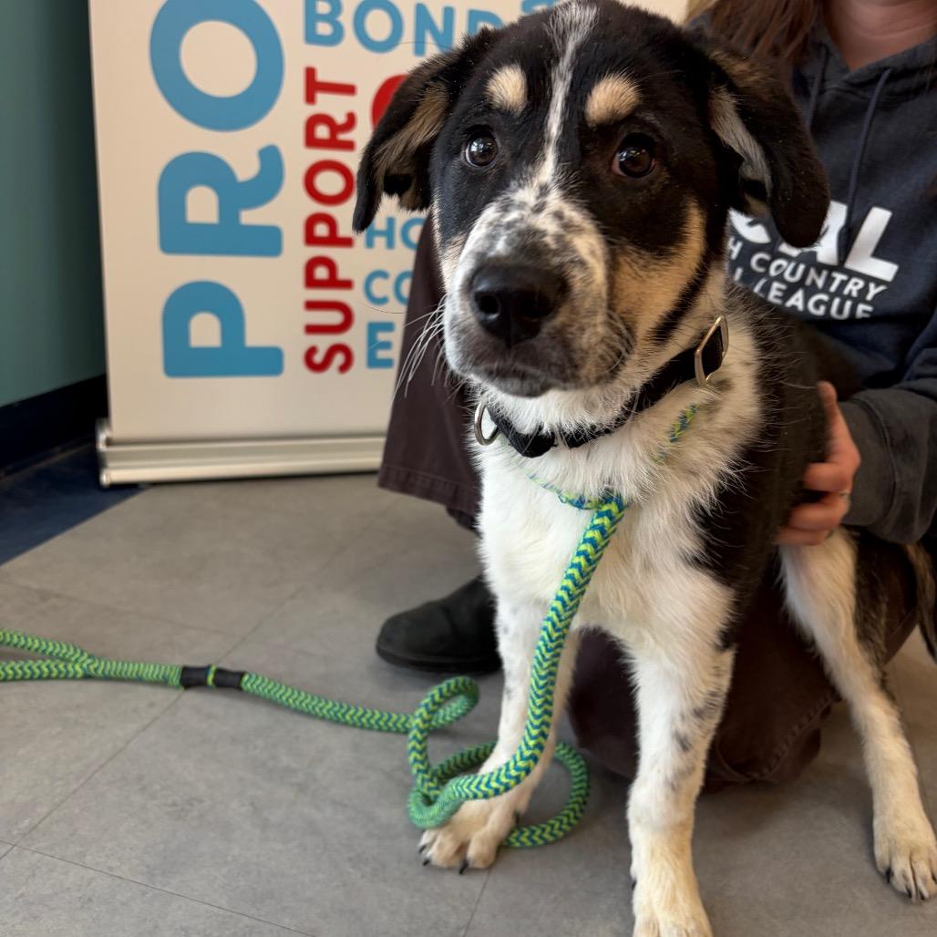 Enlarge Hazel, a Adoptable mixed breed in Morrisville, VT image 5/5